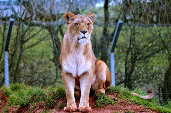Картинка животные львы львица хищник
