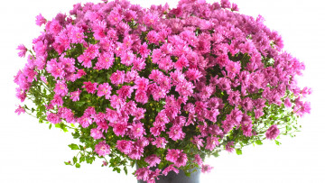 Картинка цветы хризантемы ваза лепестки