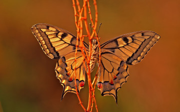 Картинка животные бабочки ветка фон коричневый