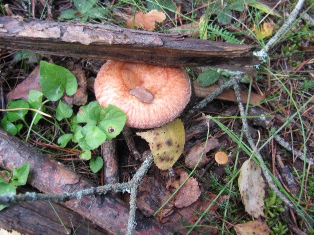 Обои картинки фото природа, грибы, листья, трава, рыжий, гриб