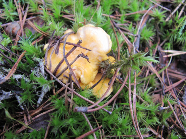 Обои картинки фото природа, грибы, зеленый, мох, желтые