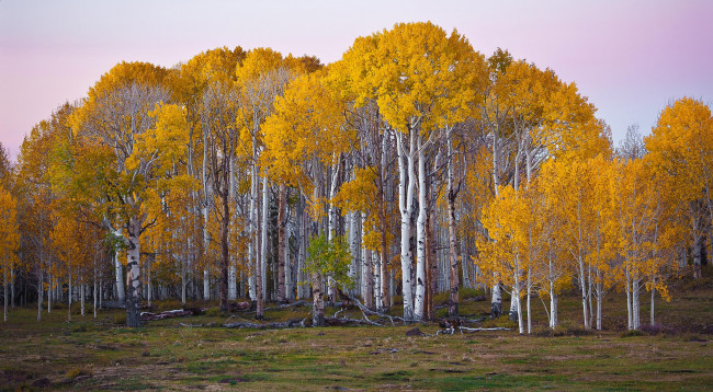 Обои картинки фото природа, деревья, березы, осень