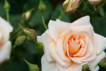 Картинка цветы розы кремовый бутоны лепестки