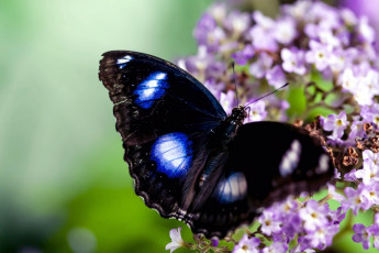 Картинка животные бабочки цветок крылья