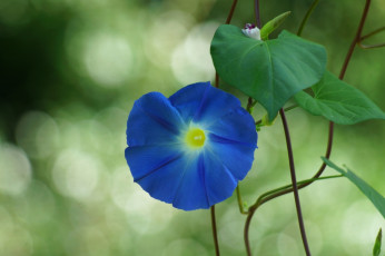 Картинка цветы вьюнки ипомеи синий