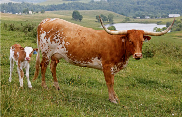 Картинка животные коровы буйволы корова теленок мама рога
