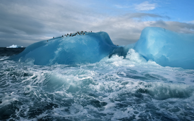 Обои картинки фото животные, пингвины, море, айсберг, понгвины