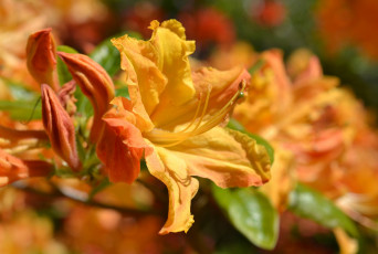 Картинка цветы рододендроны+ азалии азалия ветка листья