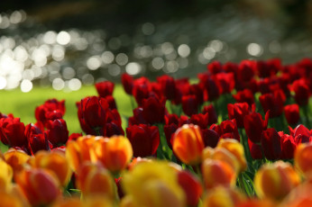 Картинка цветы тюльпаны лепестки цветение нежность