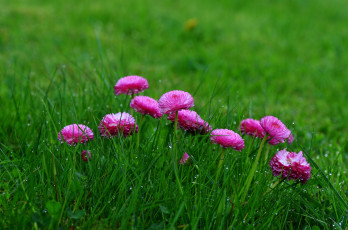 Картинка цветы маргаритки розовые цветение травка