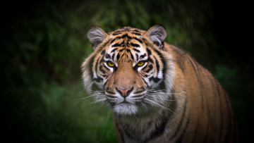 Картинка животные тигры тигр окрас шерсть рисунок взгляд