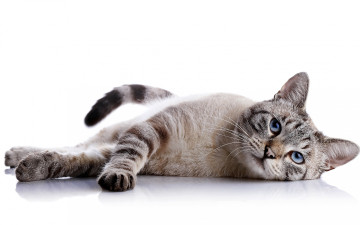 Картинка животные коты кот животное лежит взгляд окрас фон