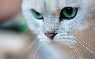 Картинка животные коты кот животное зеленые глаза усы макро
