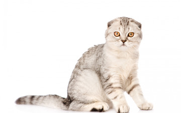 Картинка животные коты животное кот вислоухий взгляд окрас фон шотландский+кот