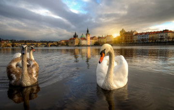 Картинка животные лебеди прага Чехия вода плывут закат солнце город небо