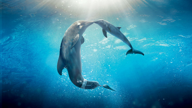Обои картинки фото животные, дельфины