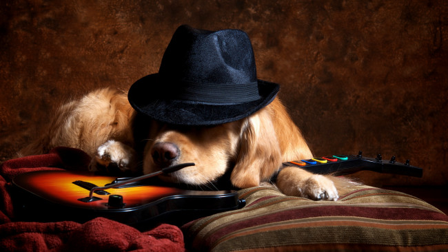 Обои картинки фото животные, собаки, собака, шляпа, гитара