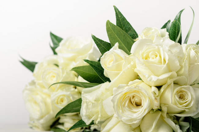 Обои картинки фото цветы, розы, белый