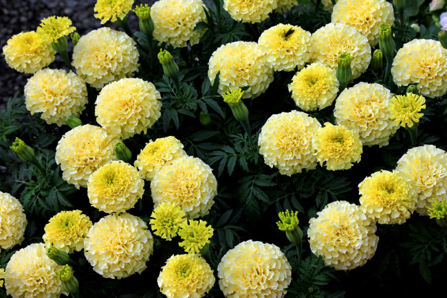 Обои картинки фото цветы, бархатцы, желтые, кустики, цветение, yellow, orange, flowering, bushes, marigold