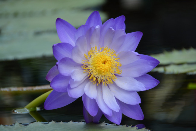 Обои картинки фото цветы, лилии водяные,  нимфеи,  кувшинки, вода, листья, водяная, лилия