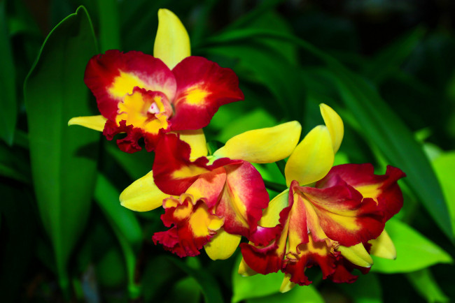 Обои картинки фото цветы, орхидеи, цветок, орхидея, листья, цветение, ярко
