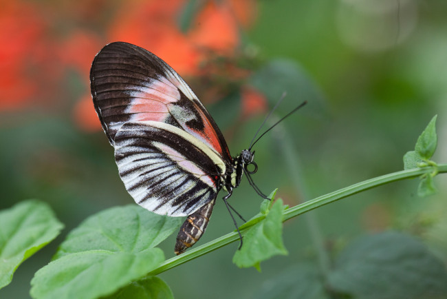 Обои картинки фото животные, бабочки, бабочка, макро, травинка, крылья