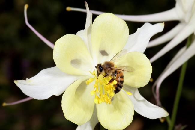 Обои картинки фото животные, пчелы,  осы,  шмели, цветок, жёлтый, макро, пчела, опыляет
