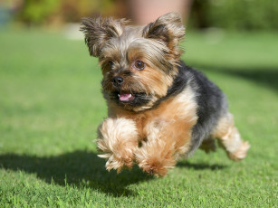 Картинка животные собаки собака йорк йоркширский терьер лужайка трава бег
