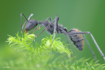 Картинка животные насекомые мох муравей фон макро