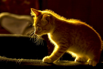 Картинка животные коты котёнок рыжий