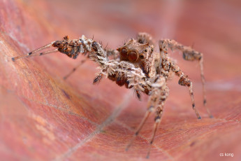 Картинка животные пауки насекомое макро паук