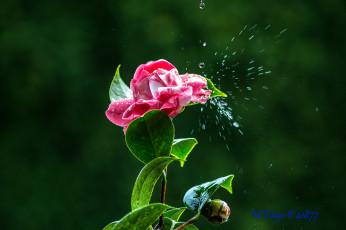 Картинка цветы камелии макро цветок вода брызги капли