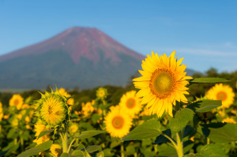Картинка цветы подсолнухи солнечно гора небо