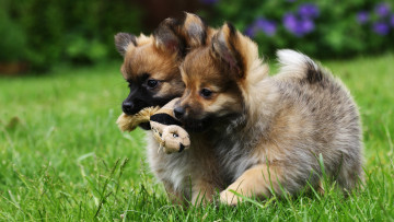 Картинка животные собаки игрушка забава двойняшки малыши щенки