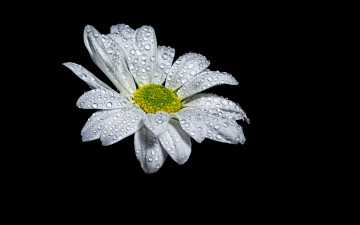 Картинка цветы ромашки капли белая ромашка черный фон