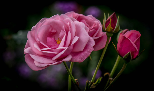 Обои картинки фото цветы, розы, цветок