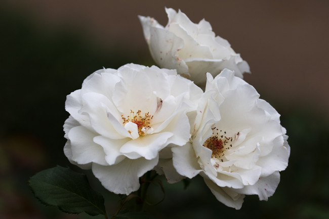 Обои картинки фото цветы, шиповник, белые, розы