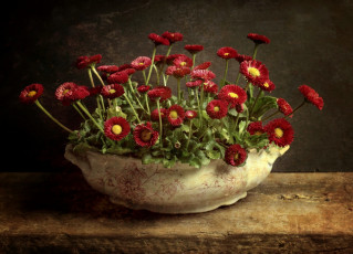 Картинка цветы маргаритки ваза фон
