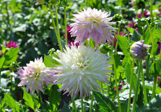 Картинка цветы георгины флора георгина растение красота природа цветение ярко цветок