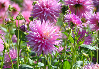 Картинка цветы георгины флора георгина растение ярко красота природа цветение цветок