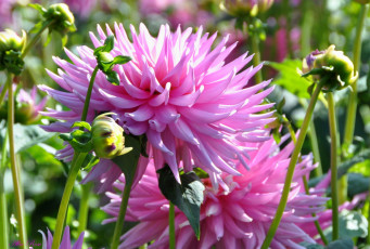 Картинка цветы георгины растение георгина ярко красота природа цветение цветок флора