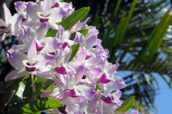 Картинка цветы орхидеи orchids цветение flowers flowering