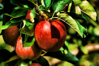 Картинка природа плоды лето яблоки