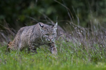 Картинка животные дикие+кошки трава природа дикий кот охота язык