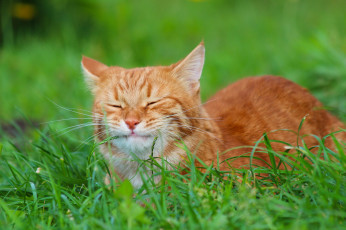 Картинка животные коты стёпка осень рыжий кот природа кошки степна
