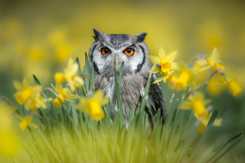 Картинка животные совы птицы мира весна нарциссы цветы птица природа сова
