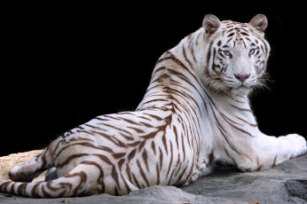 Картинка животные тигры тигр природа животное белый отдых