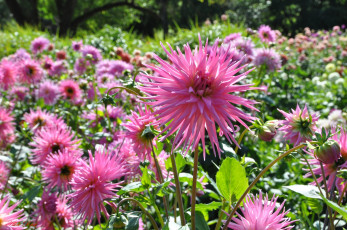 Картинка цветы георгины красота цветение цветок флора георгина растение природа ярко