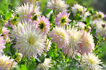 Картинка цветы георгины красота цветение природа цветок флора растение георгина ярко