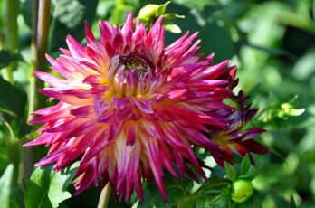 Картинка цветы георгины красота природа цветок флора георгина растение ярко цветение